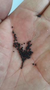 出售PET颗粒，现货5吨