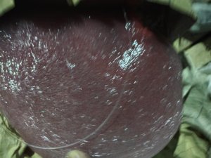 出售混合机头料，长期有货