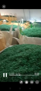 出售PET打包带破碎料，现货50吨，长期有货