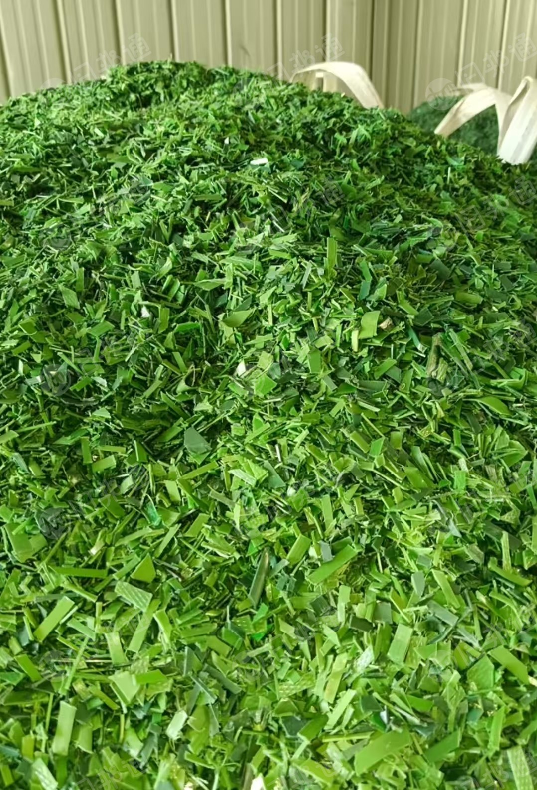 长期出售pet打包带破碎料,水粉的,现货够车