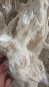 长期回收扫地花，纯棉的或者黏棉的都可以，纤维要长点的17/8以上，月需几十吨，在山东德州