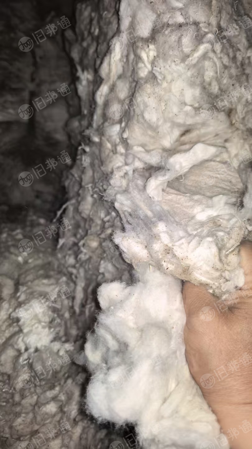 长期出售环锭纺厂下来白色纯棉扫地花，纺纱厂下脚料，现货100吨，货在新疆喀什