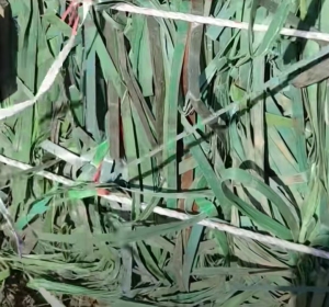 长期出售PET打包带毛料，每月2挂车左右