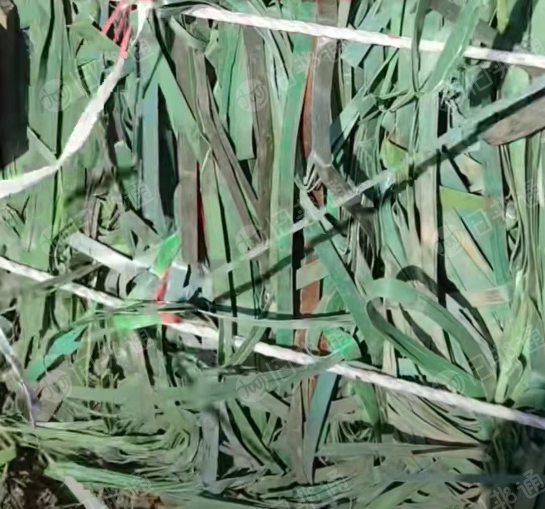 长期出售PET打包带毛料，每月2挂车左右