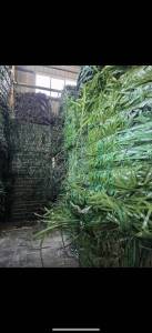 大量求购PET打包带废料