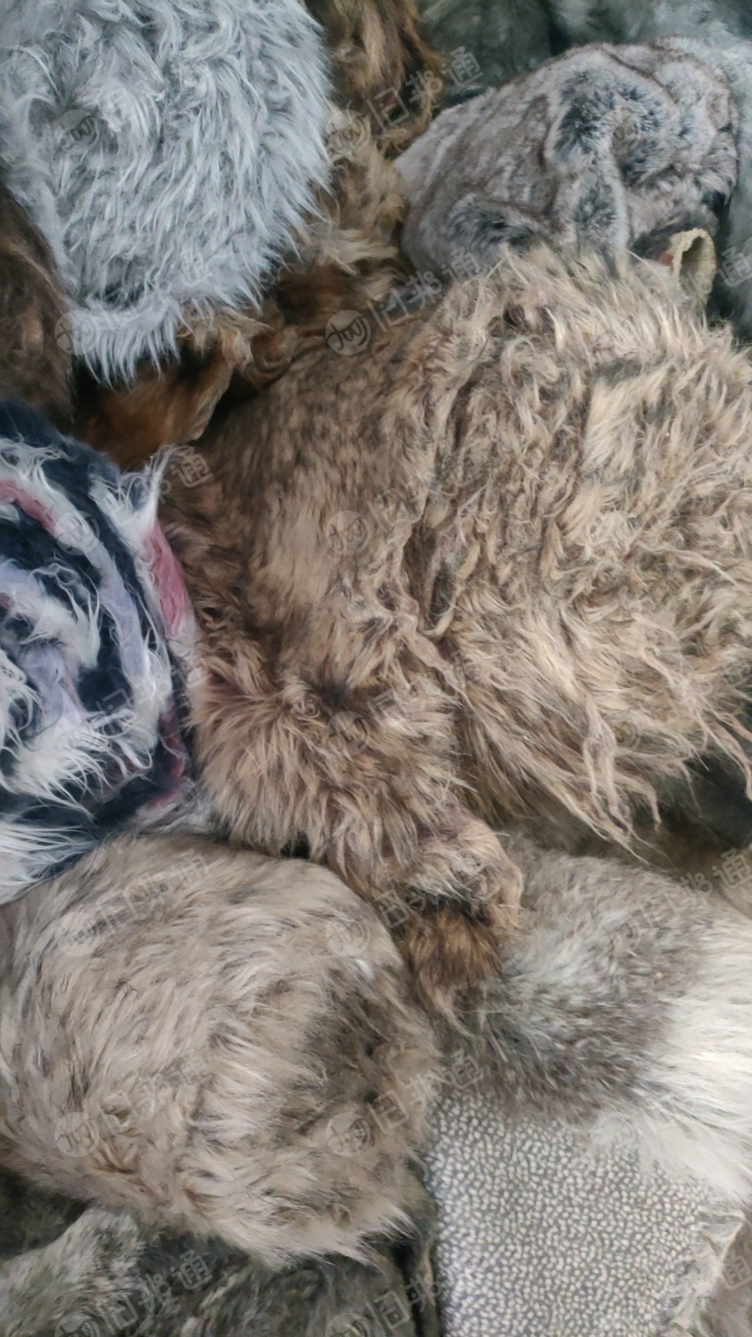 出售真毛卷材，有狗毛，老鼠毛，可以做毛领毛条用，现货50吨