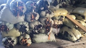 长期出售尼龙白烟布，涤锦废布，半白烟布，50涤50锦现货有9.6米一车