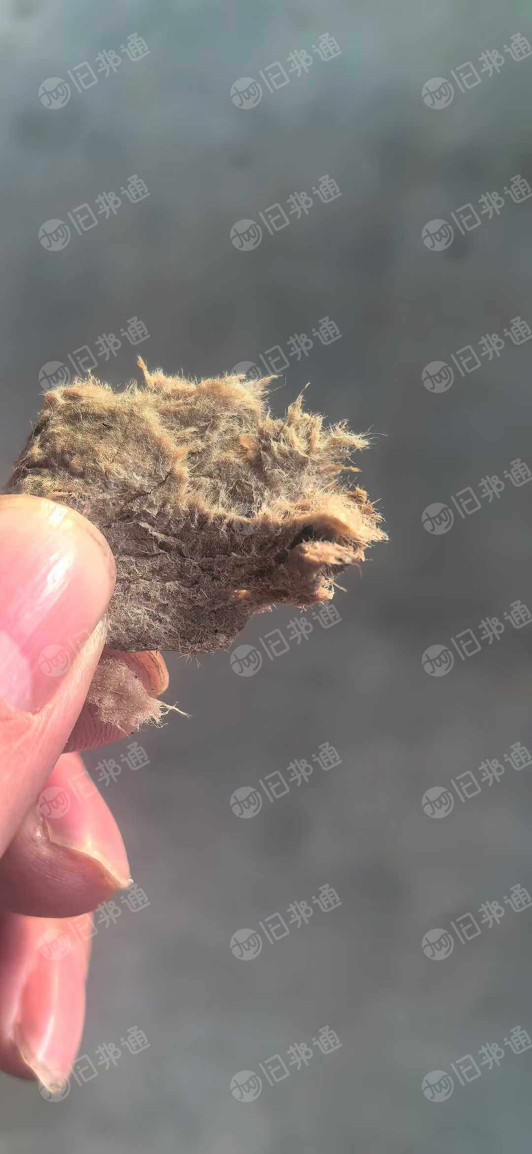 出售长纤维针叶本色湿纸浆，大量货源