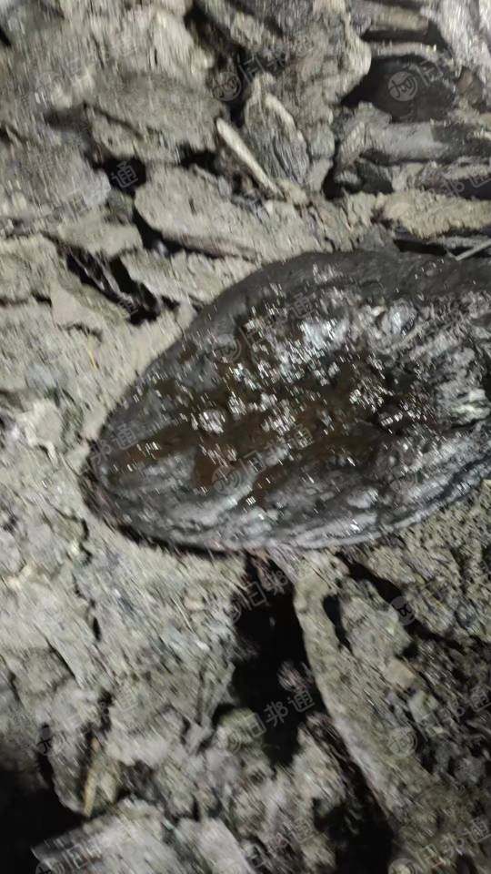 长期出售pp料，可以做皮革纸用的料子