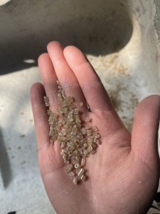 长期出售eps颗粒