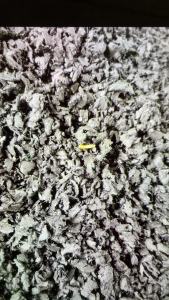 出售纯黑PE光缆破碎料，高低压混合，长期有货