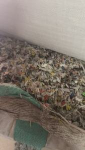 长期出售PP打包带破碎料，漂沉一起的