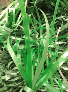 出售PET打包带废料