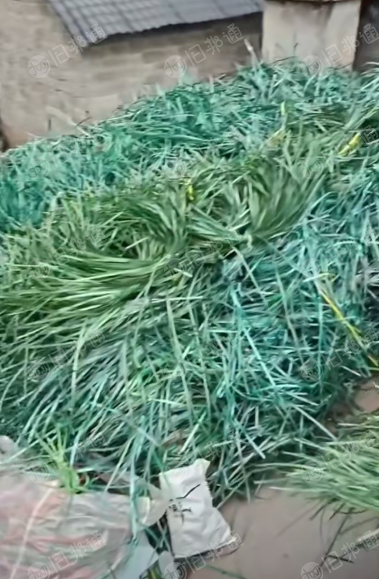 大量求购PET打包带毛料，破碎用