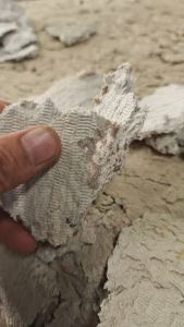 长期出售本色口杯纸浆