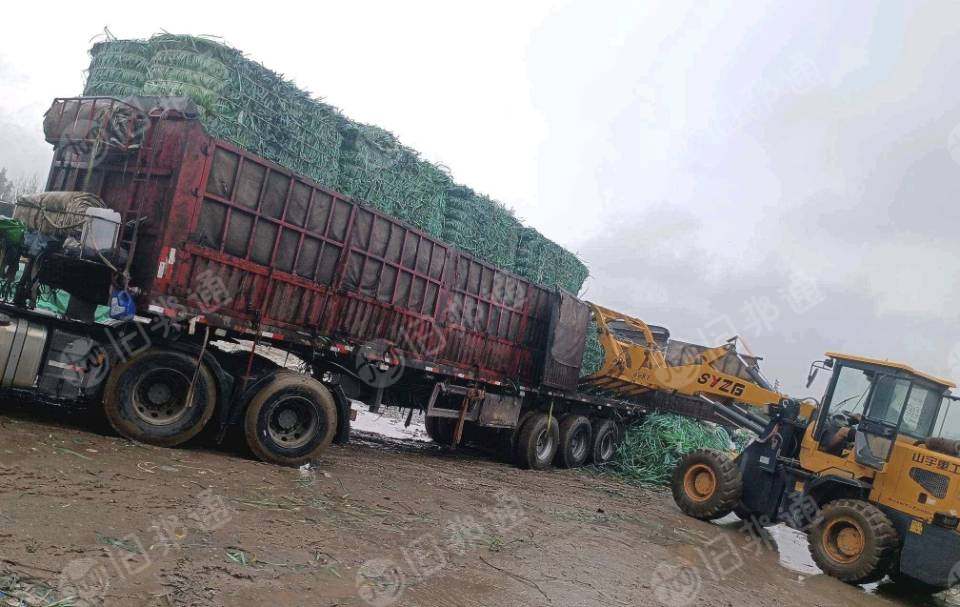 求购绿色黑色聚酯打包带毛料