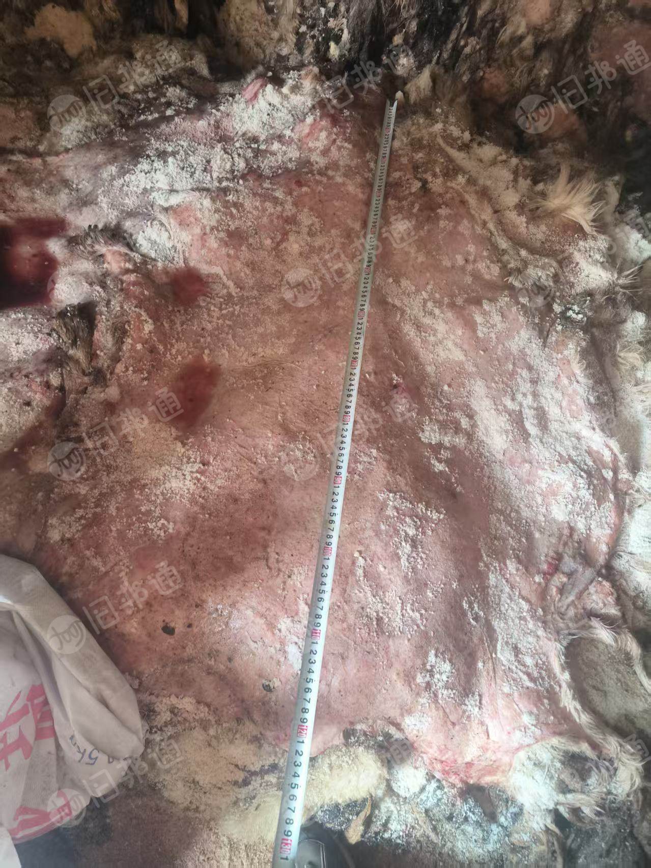 出售羊身上拔下来的羊皮，纯羊皮，200吨左右，货在新疆伊犁