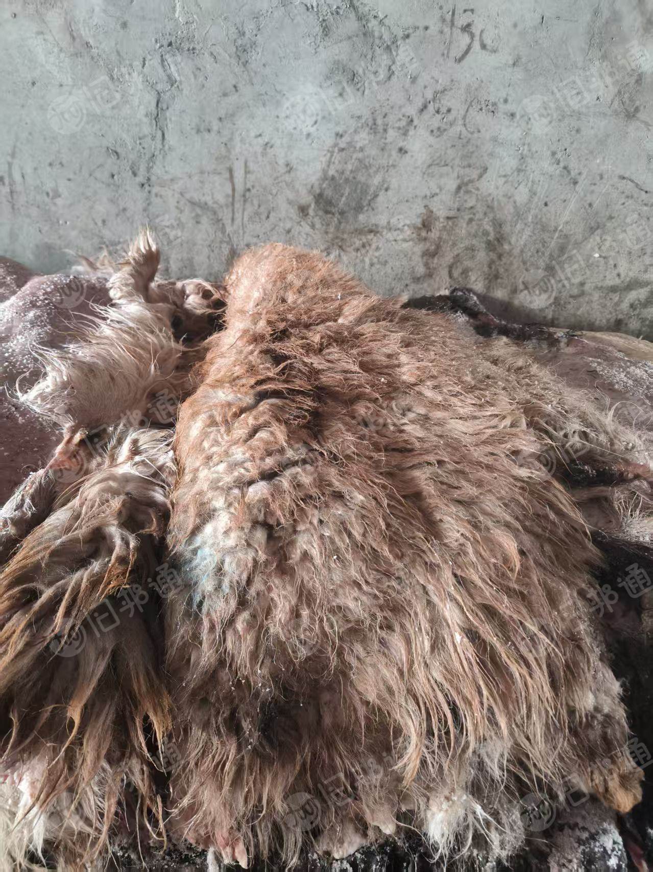 出售羊身上拔下来的羊皮，纯羊皮，200吨左右，货在新疆伊犁
