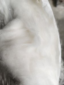 长期出售天丝短签梳棉机梳过天丝棉，纯天丝棉，现货30吨，月供23吨，货在山东聊城