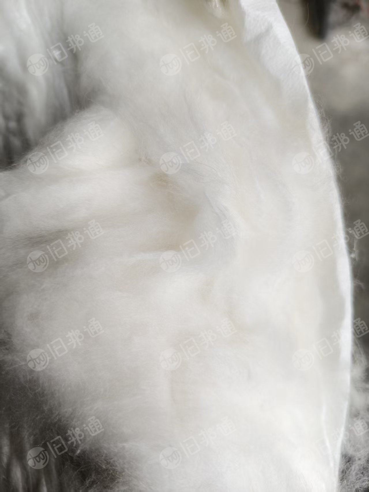 长期出售天丝短签梳棉机梳过天丝棉，纯天丝棉，现货30吨，月供23吨，货在山东聊城