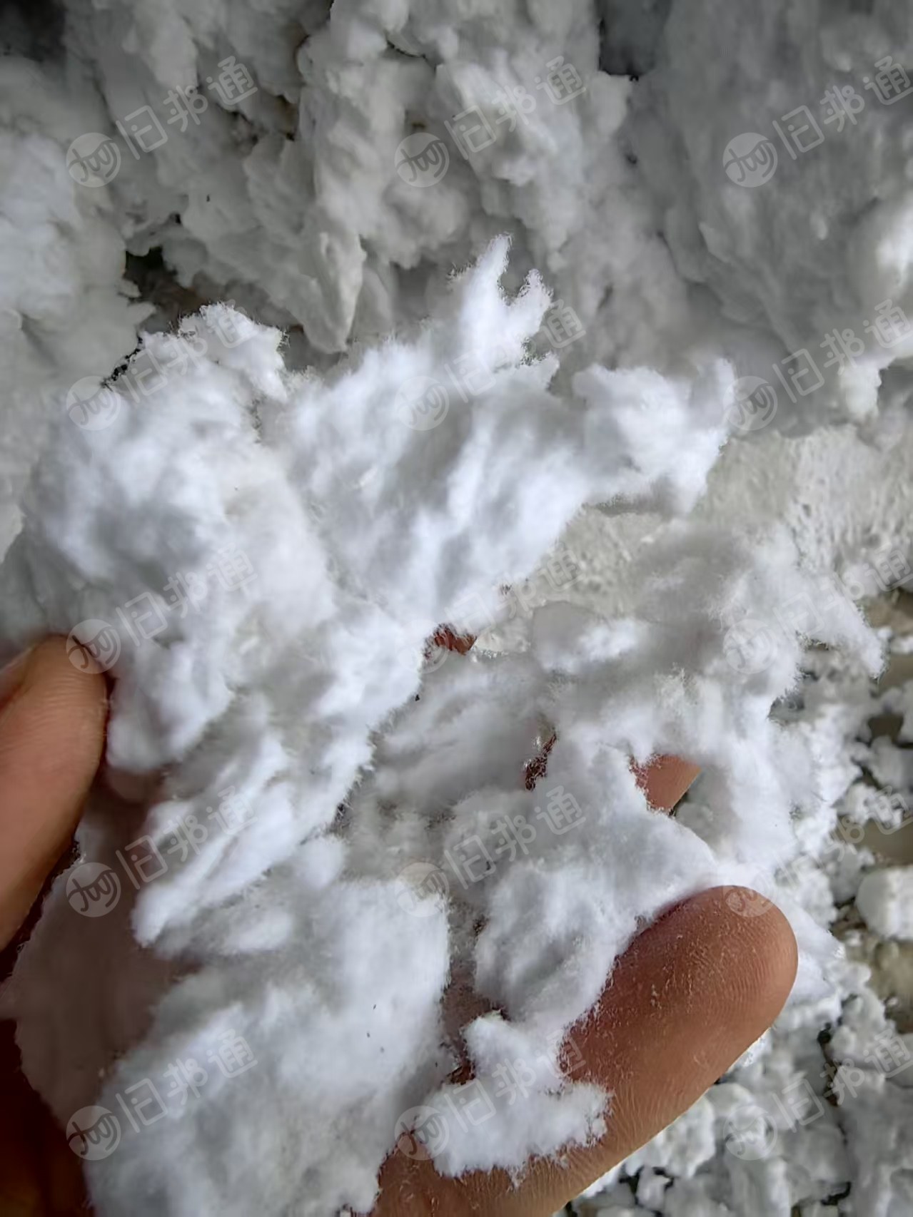 本厂长期求购干净棉粉尘,纯棉涤棉磨毛,废棉,车肚,风箱花,做雪松粉用,要求货都要漂白的。
