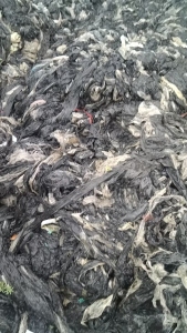 出售黑地膜，种了烤烟的，每年至少100多吨