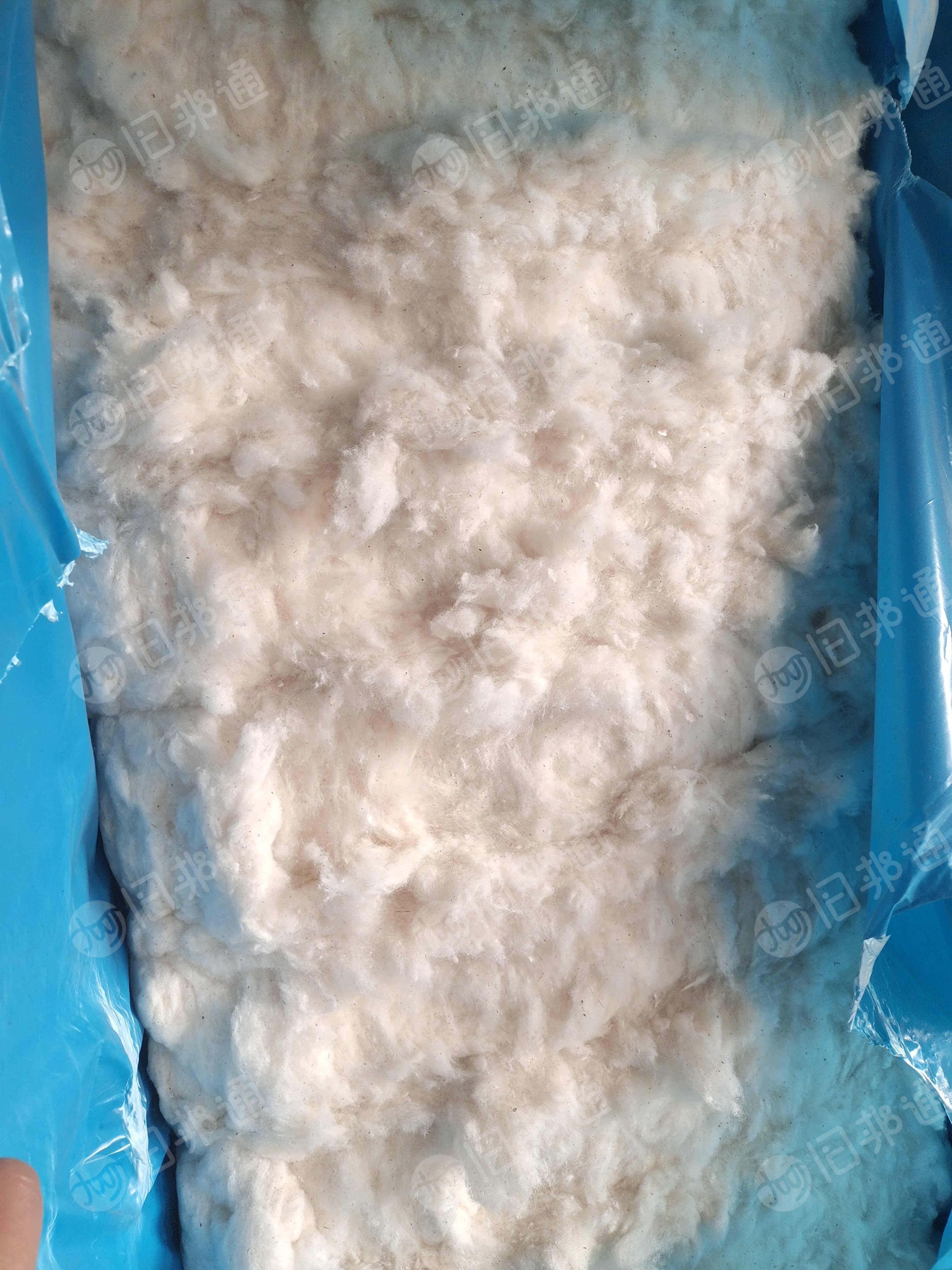 长期出售纯棉无三丝提净棉,车肚破籽棉开出来的,还有土库曼斯坦的短绒提净的,月供200吨