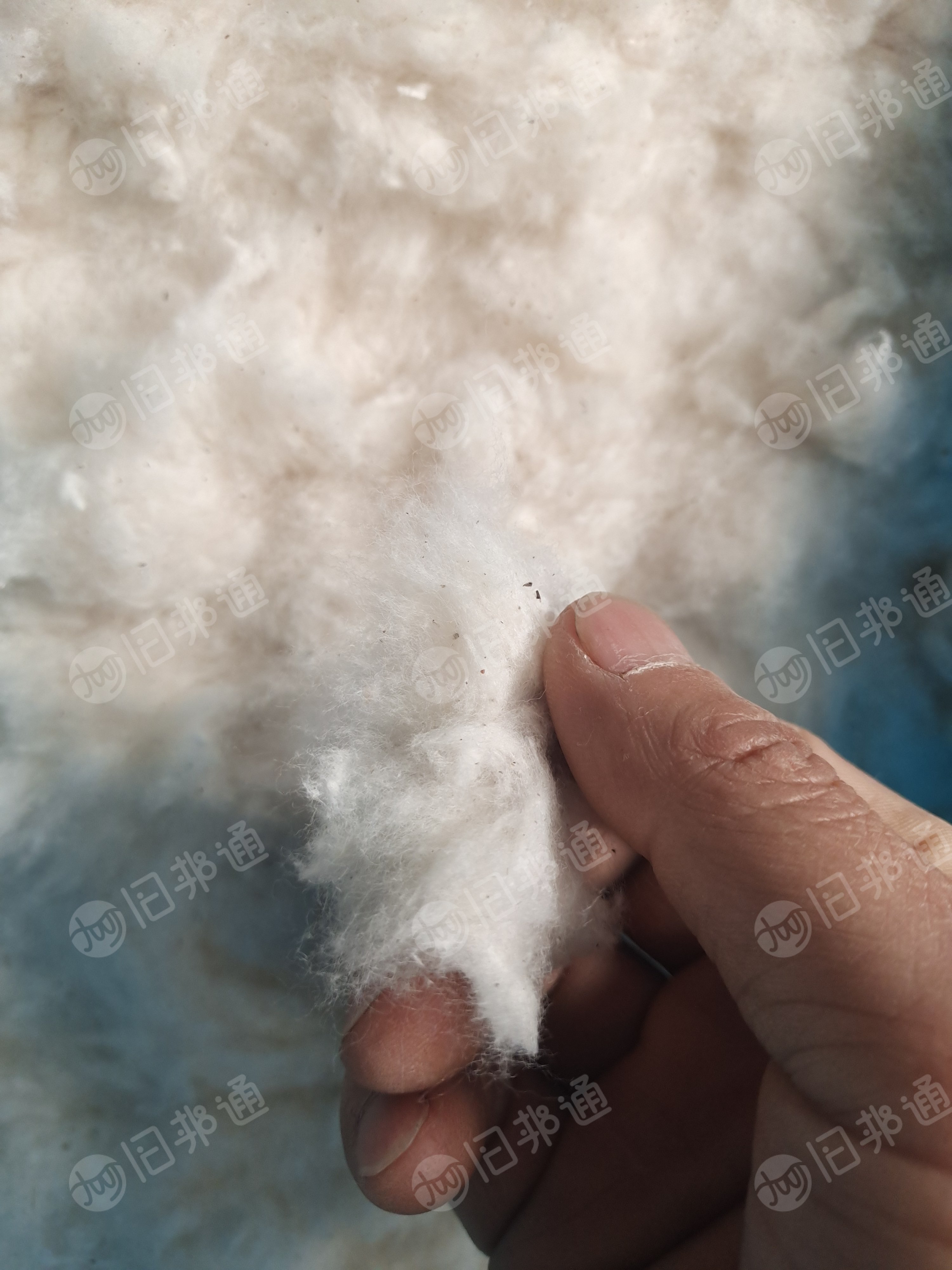 长期出售纯棉无三丝提净棉，车肚破籽棉开出来的，还有土库曼斯坦的短绒提净的，月供200吨