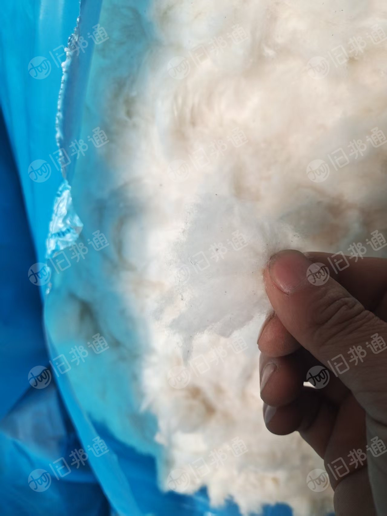 长期出售提净棉,车肚破籽棉开出来的,还有土库曼斯坦的短绒提净的,每个月200吨,货在山东滨州