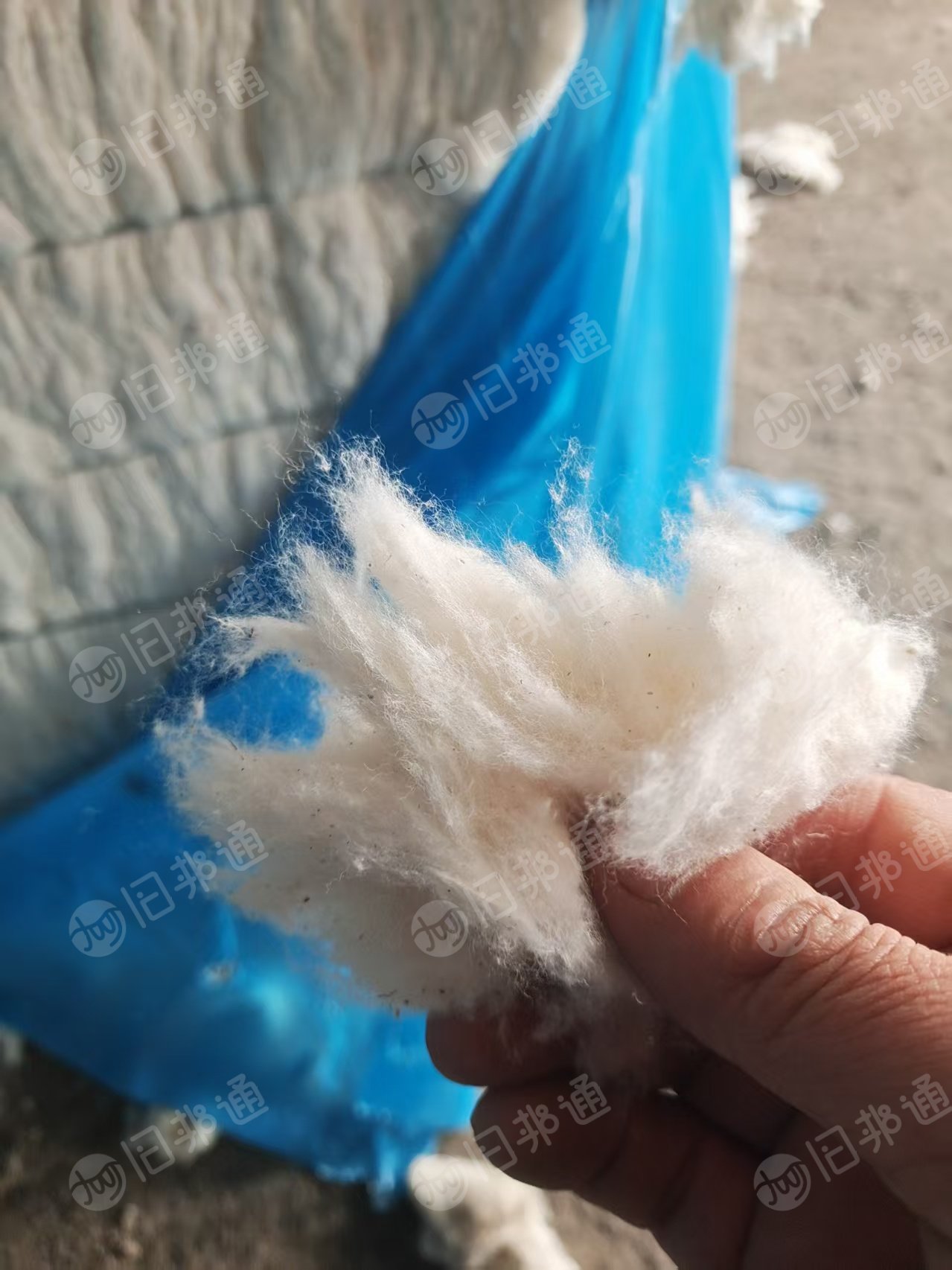 长期出售提净棉，车肚破籽棉开出来的，还有土库曼斯坦的短绒提净的，每个月200吨，货在山东滨州