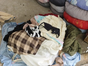 长期出售旧衣服统货，市区货和学校货，每个月有60吨