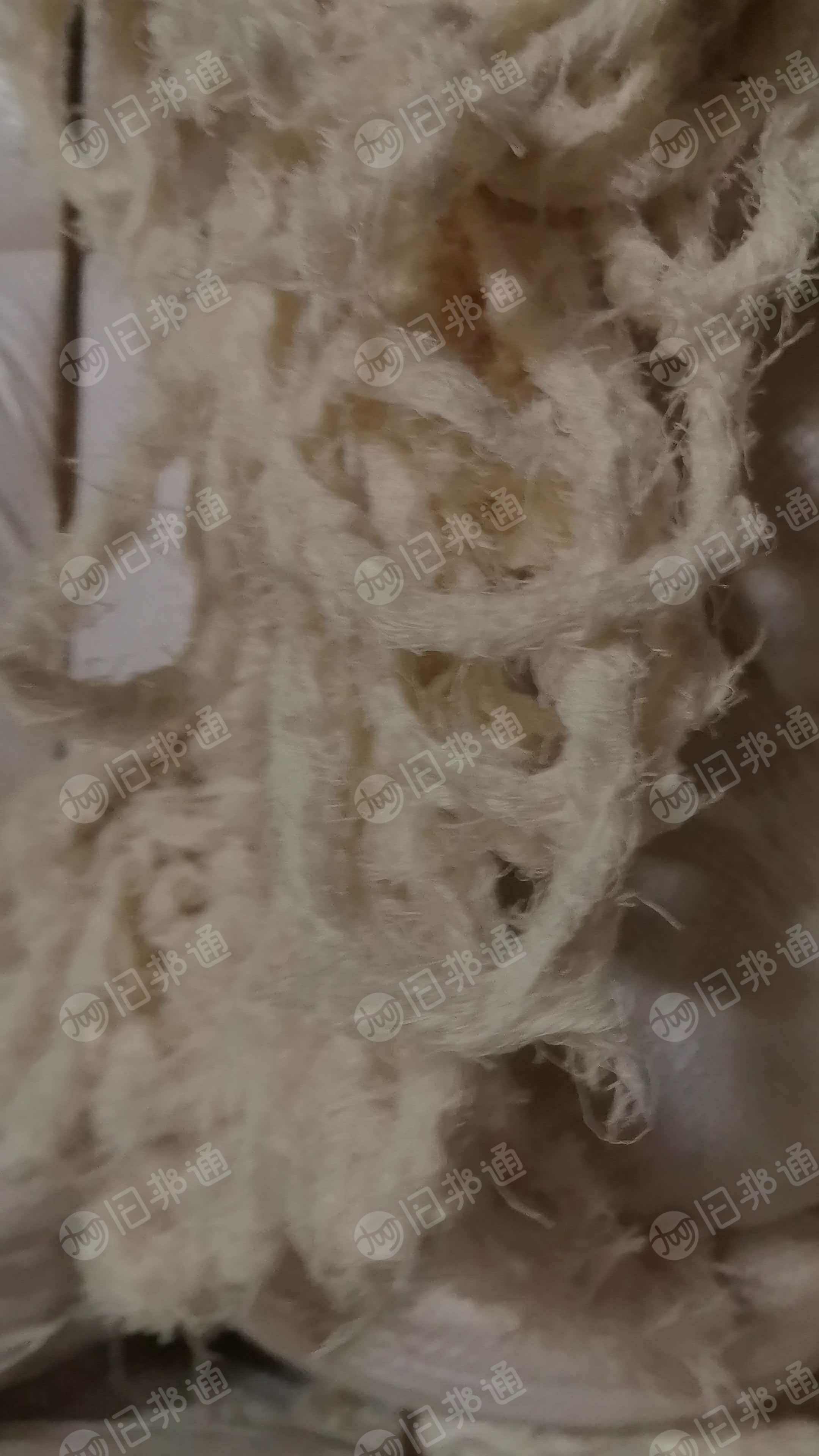 长期出售环锭纺纯棉布边纱，精纺纯棉边，月供100吨