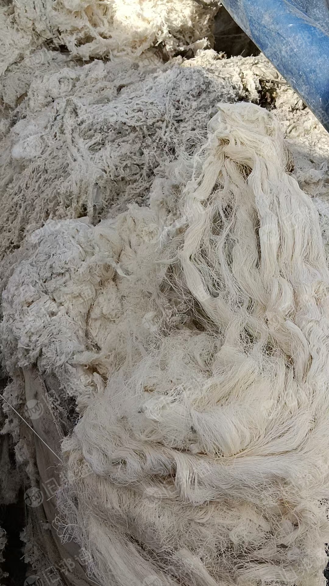 出售涤棉布边纱，纺纱边角料，就三根筋丝涤纶，其他都是纯棉的，现货有十几吨，货在新疆乌苏市
