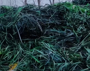 长期出售PET打包带散货，不打包
