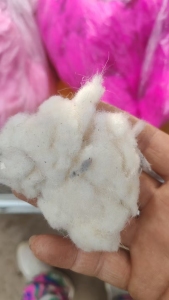 长期求购短白棉，填充棉，做毛毛球的填充料，厂在河北邢台