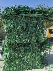 长期出售绿色pet打包带毛料，都是厂货
