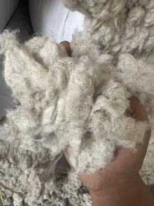 出售气流纺下来的涤棉鱼籽棉，含棉95左右，现货200吨左右，货在山东淄博