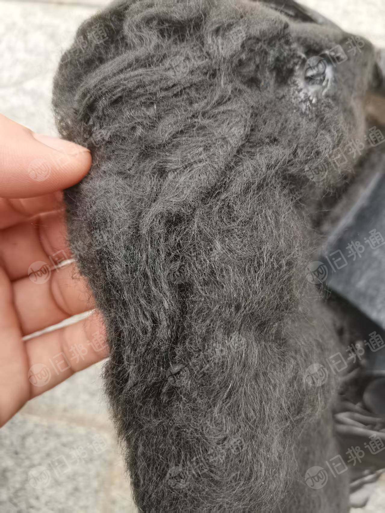 长期出售汽车地毯边料扯下来的涤纶长纤维，涤纶纤维，在江西南昌