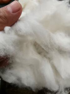 长期出售牛仔布块开松棉，开花棉，绒长，有85棉，95棉的，可以供气流纺纺10-21支棉纱