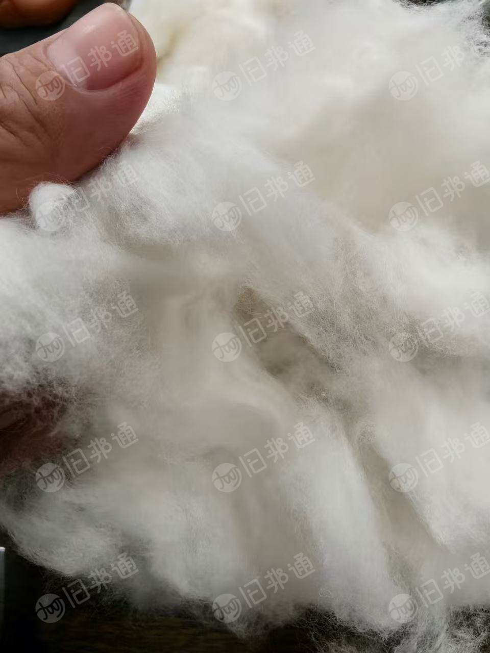 长期出售牛仔布块开松棉,开花棉,绒长,有85棉,95棉的,可以供气流纺纺10-21支棉纱