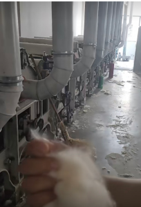 长期大量回收纯棉碎布，针织梭织都行，白色浅三色老色都要，开花用