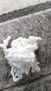 长期出售白色涤纶废丝，涤纶低弹丝，涤纶水丝，水丝跟干丝有分开卖，月供70吨，货在福建福州