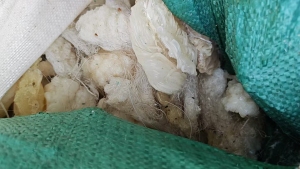 出售机头料炼油料，PP,PE,PA材质，现货一挂车