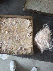 长期回收涤纶泡料，pet布泡，涤纶布泡，浅三色泡，普白，二级三色，做化纤用，常厂在江苏无锡