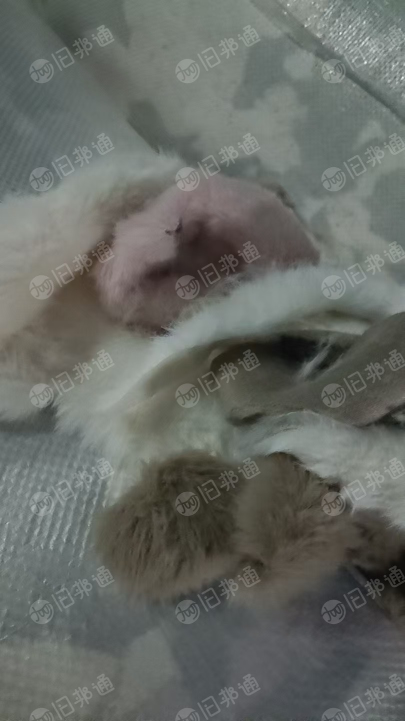 长期出售浅色牛筋布，氨纶废布，氨纶边角料，一天9.6一车，在浙江湖州
