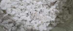 出售PBT废丝，PBT刷毛废料，杂色白色都有，月供几十吨，河南周口