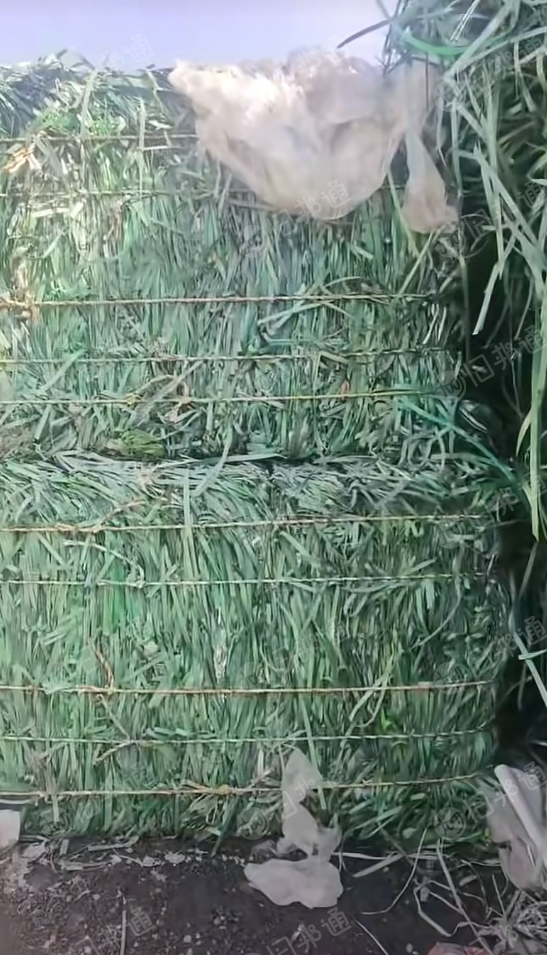 大量出售PET打包带废料,PET打包带毛料