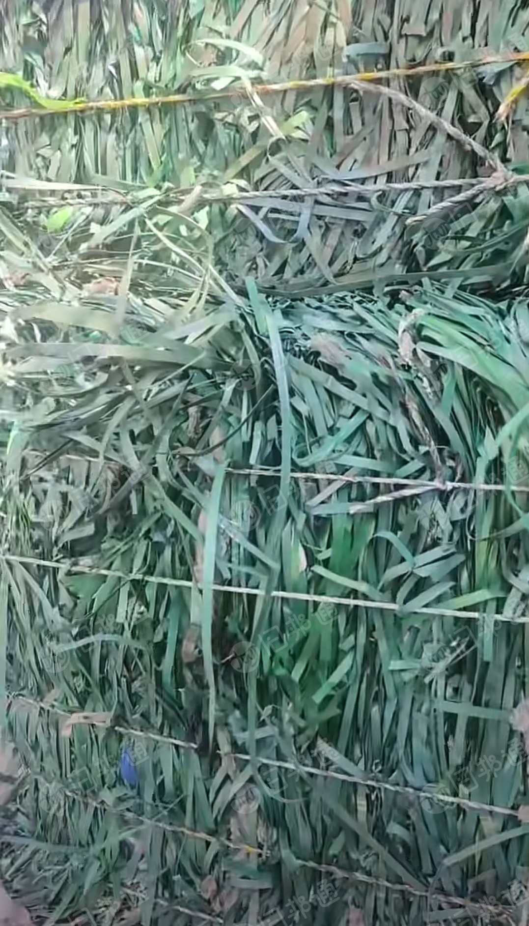 大量出售PET打包带废料，PET打包带毛料