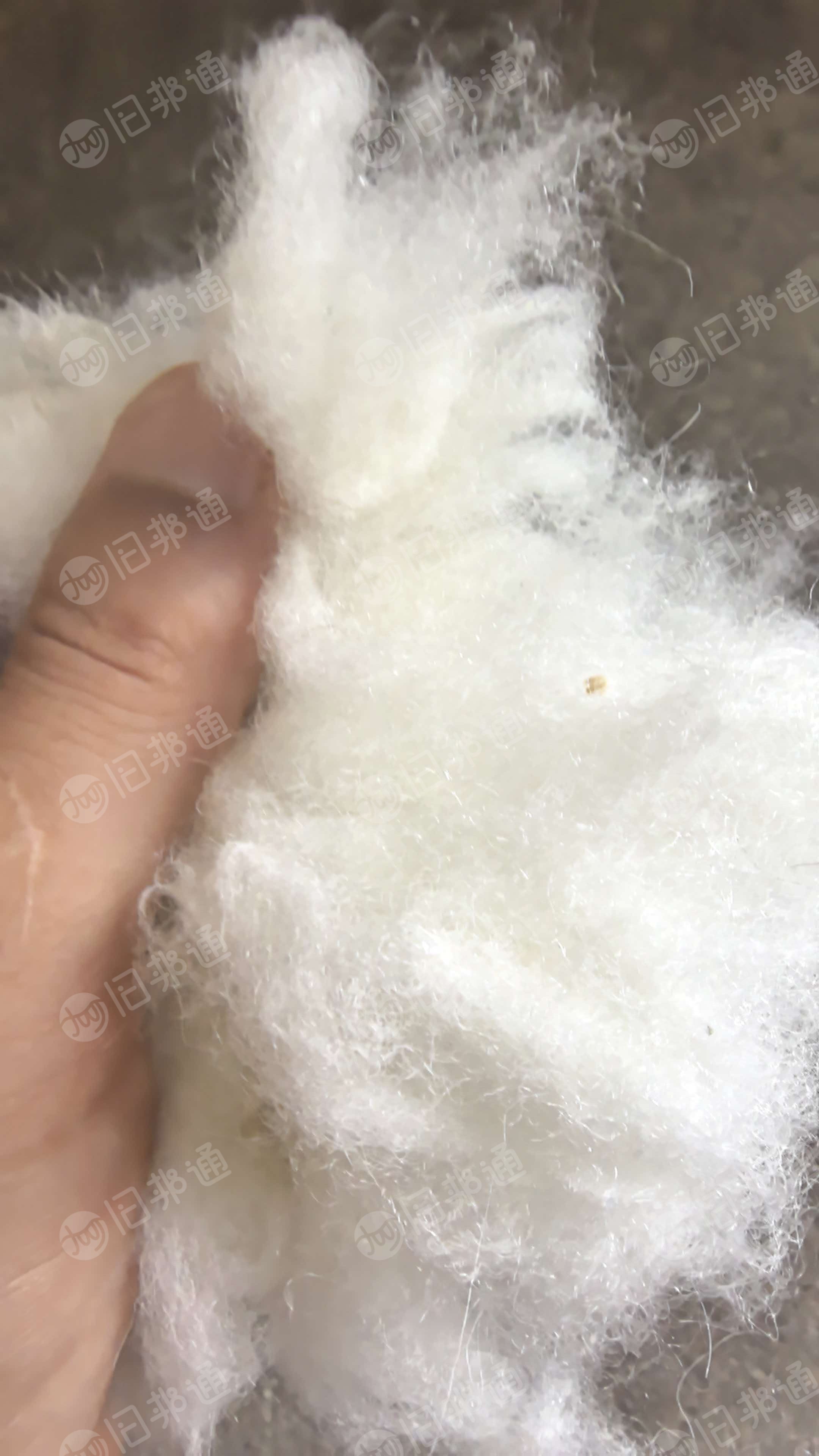 羊绒分疏厂长期出售羊绒，山羊绒，纯羊绒，货在河北邢台