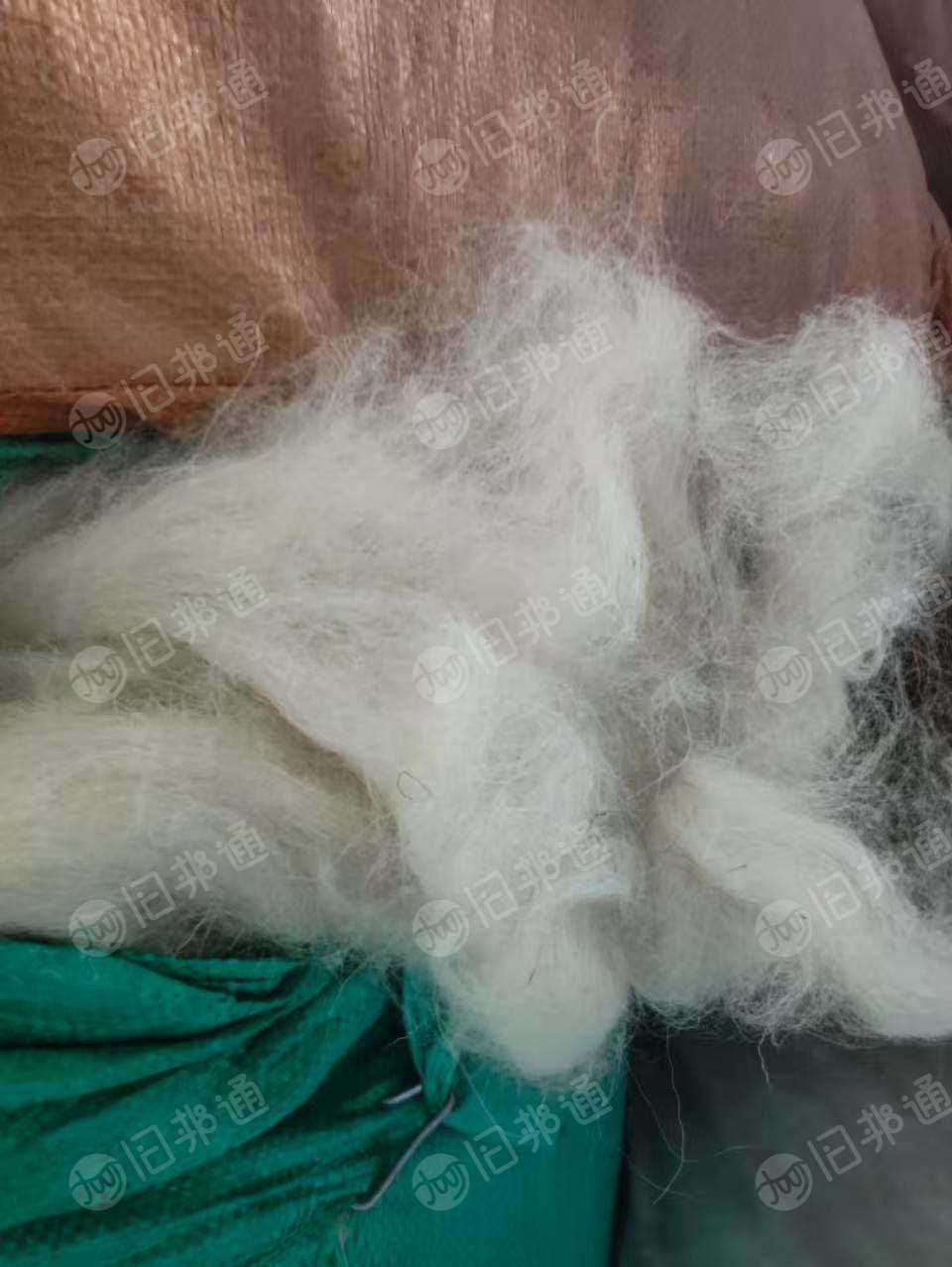 长期出售新西兰羊毛硬丝,白色的,细度比较粗,都是纯羊毛,可以开毛用,货在河北保定